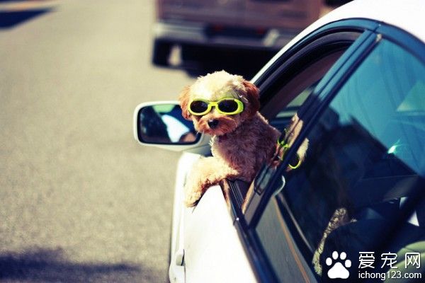 今后带宠物打车须经司机同意 被拒绝搭乘不算拒载