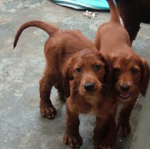  爱尔兰雪达犬哪里卖 可以在宠物店里挑选