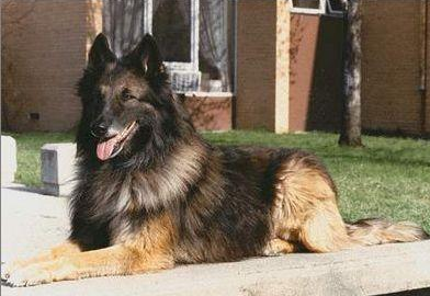   比利时坦比连犬的性格 有很强的占有欲