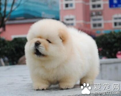 狗狗每天吃多少 吃得太饱造成肠胃疾病