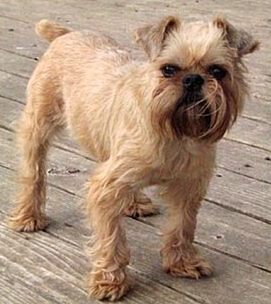 布鲁塞尔粗毛猎犬的训练技巧 制止狗舔人