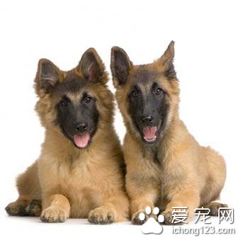 比利时坦比连犬的训练技巧 手势指令同时并用