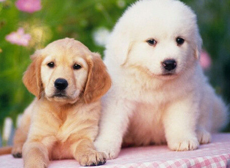 训练狗狗不乱叫 利用声音去呵斥警告