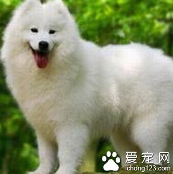 萨摩耶适合家养吗 性情活泼适合家养