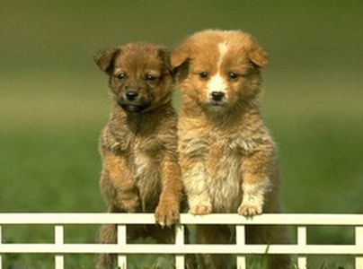  狗狗吃鸡蛋 狗狗更爱吃蛋黄