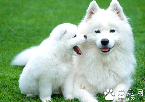  狗身上有白疙瘩 确人病情及时治疗