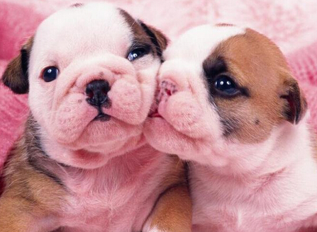 深圳哪儿有领养狗狗 一些流浪狗救助驿站