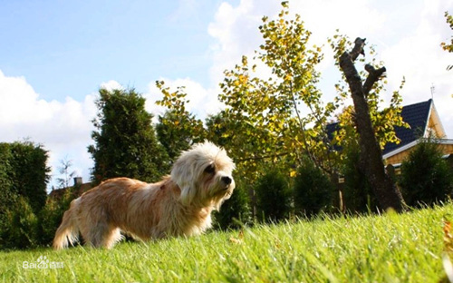 矮脚狄文梗怎么选  三招教你挑到好犬