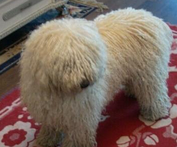 波利犬哪里卖 可以在网站上搜索一下