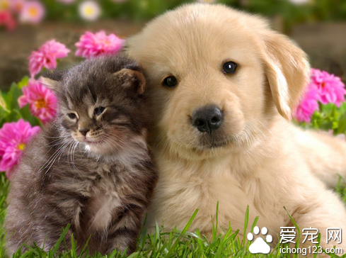  狗狗吃苹果 注意水果的利与弊