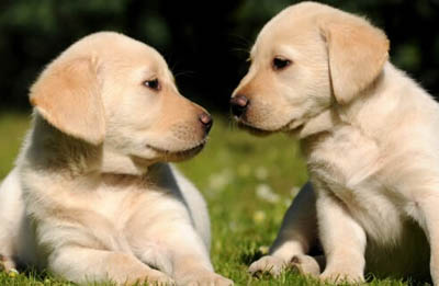 拉布拉多什么颜色好 选择规格内的