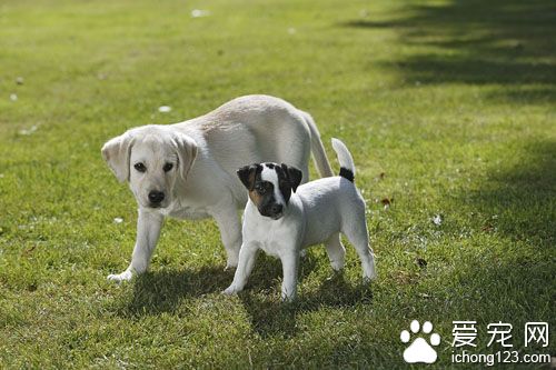 狗狗吃什么好消化  判断原因再对症下药