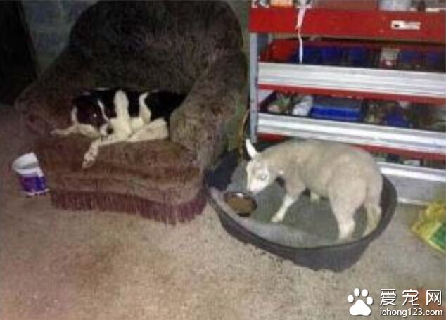 小羊把母狗当妈妈学小狗跑跳