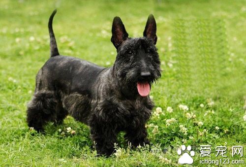 苏格兰梗吃什么 要强化牙齿和骨骼