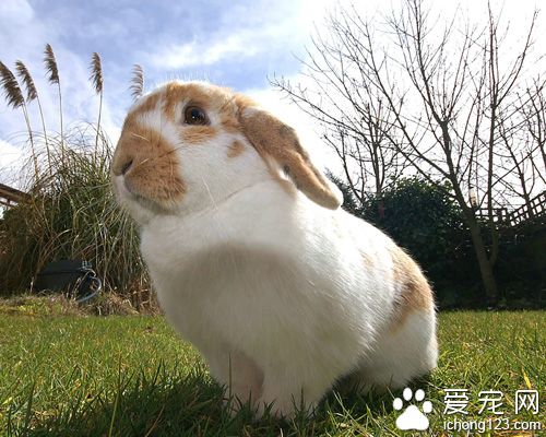 怎样训练兔子上厕所  切忌对其打骂