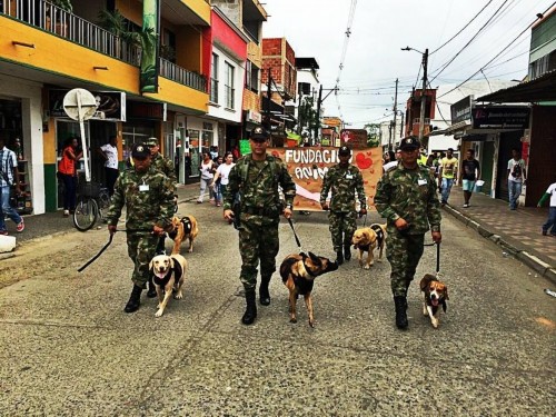 哥伦比亚士兵领军犬上街卖萌