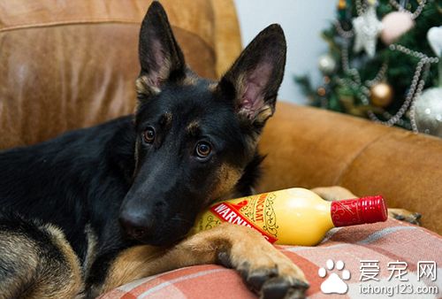 德国牧羊犬误喝圣诞酒 醉到不能走路送救护车