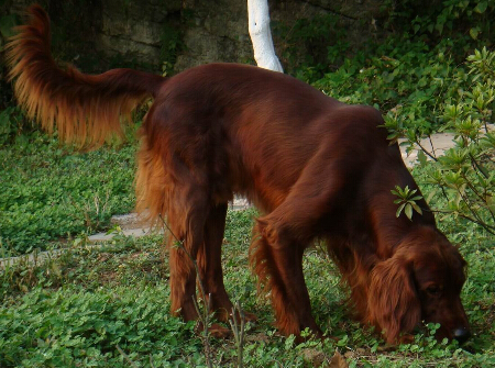  爱尔兰雪达犬的性格 性格温和拥有迷人的外表
