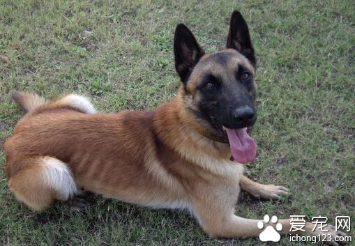 比利时玛利诺犬哪里卖 熟人家里买的小崽健康又省钱