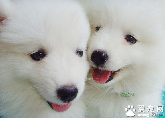 狗狗训练响片 嘎哒声作为连接行为和奖赏之间的桥梁