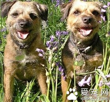 边境梗哪里卖 天性和气 感情细腻