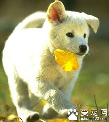 小狗狗吃什么 主食一定要是正规的狗粮