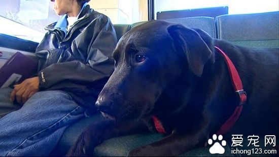 美国“逆天”拉布拉多犬独自乘公交去公园玩耍