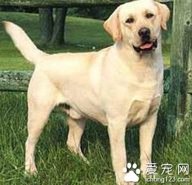 拉布拉多多少钱一只 它的价格差距比较大