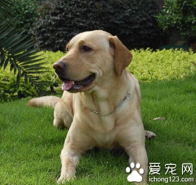 拉布拉多犬掉毛吗 有些是病理性掉毛