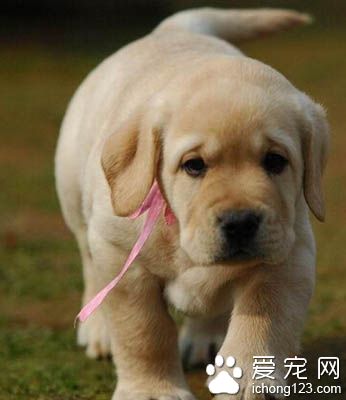 拉布拉多皮肤病 保持家庭环境的清洁