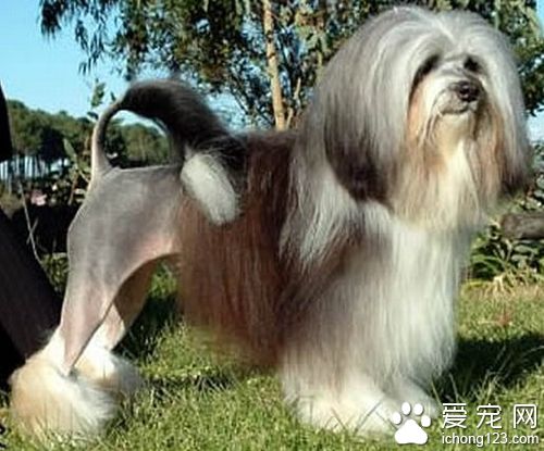 罗秦犬的训练方法  训练注意力的方法