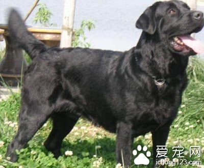 拉布拉多幼犬拉稀 注意食物的干净