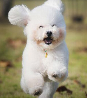 怎么样能领养狗狗 宠物领养细则