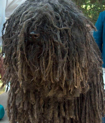  波利犬的特点 特别忠实于主人