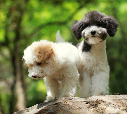 在哪领养狗狗 谨记去正规的地点领养