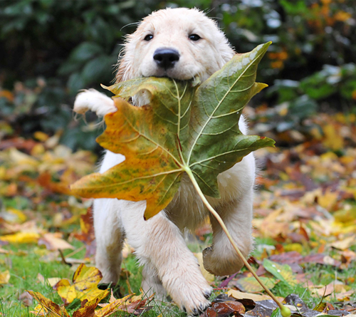 狗狗训练书籍 两本不可多得书籍