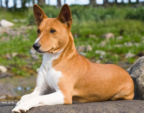 巴仙吉犬好养吗 只要家长们细心呵护就好养