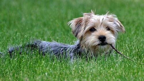 狗身上有红点怎么办 赶走各种皮肤病