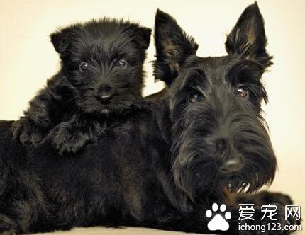 苏格兰梗怎么养 有规律的喂养