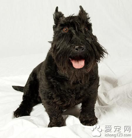 苏格兰梗狗粮 选择罐装干燥的狗粮