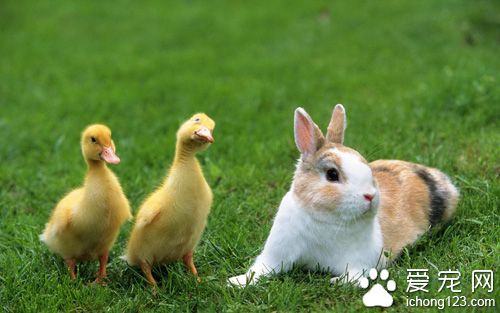 怎样训练兔子大小便 准备一些吸水除臭的材料