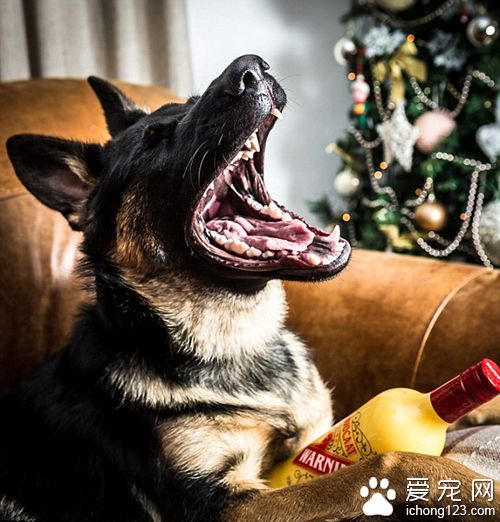 德国牧羊犬误喝圣诞酒 醉到不能走路送救护车
