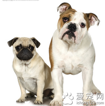 狗狗感冒了吃什么药 治疗以化解体热 消炎祛肿主