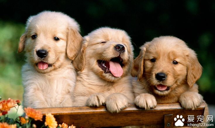 狗吃什么好 选择一款适合它的狗粮吧