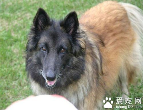   比利时坦比连犬的特点 它不十分好斗