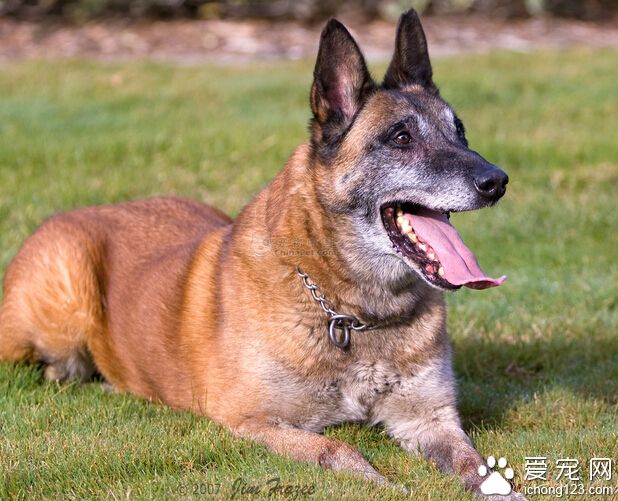 比利时玛利诺犬的训练技巧 加强服从性的培养