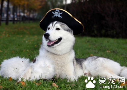 狗身上有皮屑掉毛 先去医院确定病因