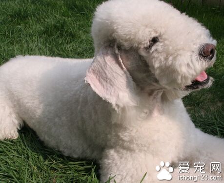 贝灵顿梗哪里卖 一种长得像绵羊一样的狗