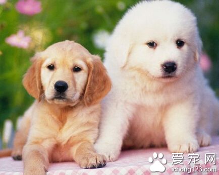  狗狗吃什么拉什么 注意日常饮食对症下药