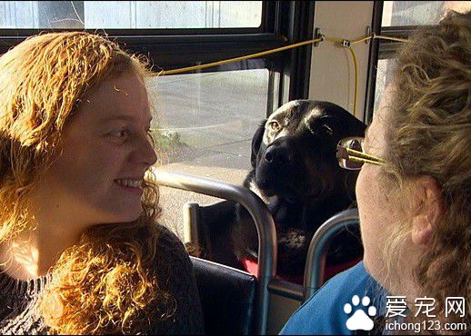 美国“逆天”拉布拉多犬独自乘公交去公园玩耍